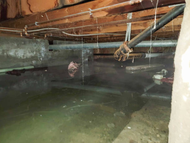Best Carpet water damage restoration  in Royalton, IL